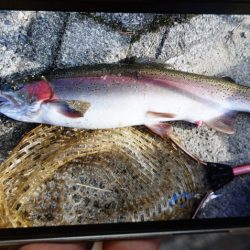 フィッシングレイクたかみや 釣果