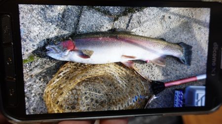 フィッシングレイクたかみや 釣果