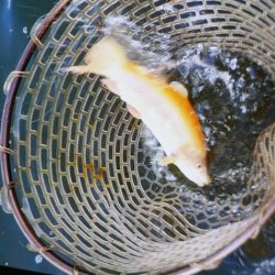 フィッシングレイクたかみや 釣果