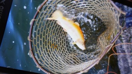 フィッシングレイクたかみや 釣果