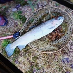 フィッシングレイクたかみや 釣果