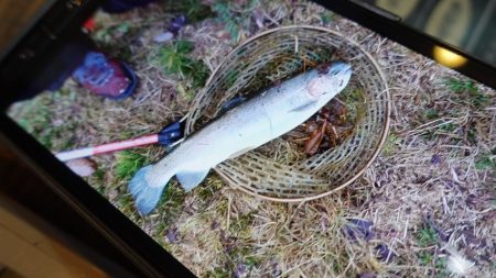 フィッシングレイクたかみや 釣果