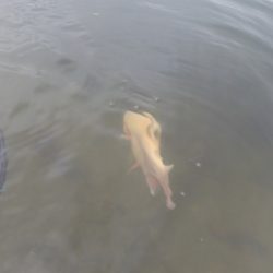 フィッシングレイクたかみや 釣果