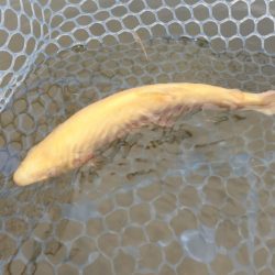 フィッシングレイクたかみや 釣果