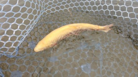 フィッシングレイクたかみや 釣果