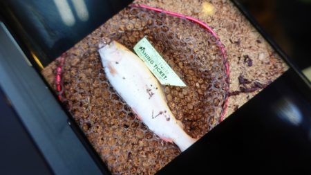 フィッシングレイクたかみや 釣果