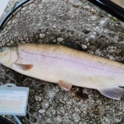 フィッシングレイクたかみや 釣果