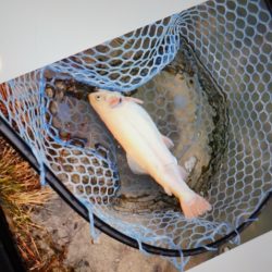 フィッシングレイクたかみや 釣果