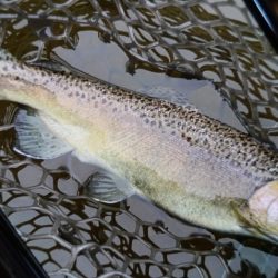 フィッシングレイクたかみや 釣果