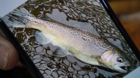 フィッシングレイクたかみや 釣果