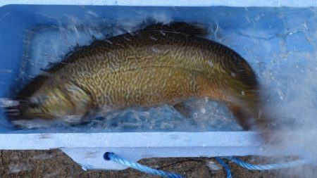 フィッシングレイクたかみや 釣果