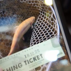 フィッシングレイクたかみや 釣果