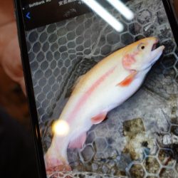 フィッシングレイクたかみや 釣果