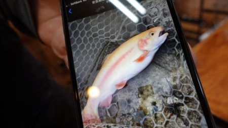 フィッシングレイクたかみや 釣果