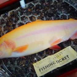 フィッシングレイクたかみや 釣果