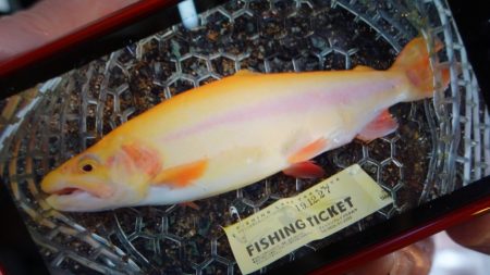 フィッシングレイクたかみや 釣果