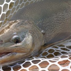 フィッシングレイクたかみや 釣果