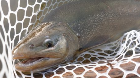 フィッシングレイクたかみや 釣果