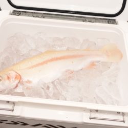 フィッシングレイクたかみや 釣果