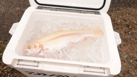 フィッシングレイクたかみや 釣果