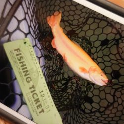 フィッシングレイクたかみや 釣果