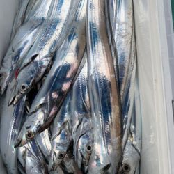 さんさん丸 釣果