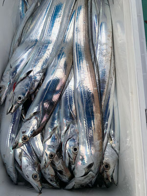 さんさん丸 釣果