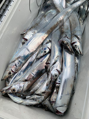 さんさん丸 釣果