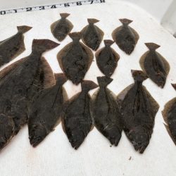 Magic(マジック) 釣果