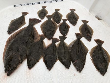 Magic(マジック) 釣果