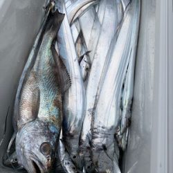 さんさん丸 釣果