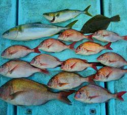 東京湾探釣隊ぼっち 釣果