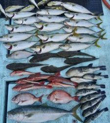 東京湾探釣隊ぼっち 釣果