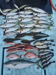 東京湾探釣隊ぼっち 釣果