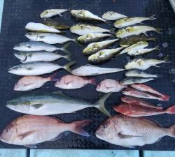 東京湾探釣隊ぼっち 釣果