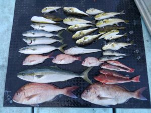 東京湾探釣隊ぼっち 釣果