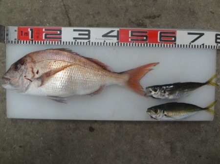 のとじま臨海公園海づりセンター 釣果