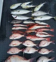 東京湾探釣隊ぼっち 釣果