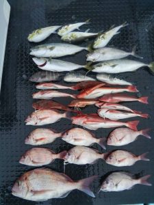 東京湾探釣隊ぼっち 釣果