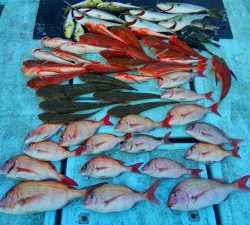 東京湾探釣隊ぼっち 釣果