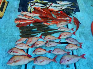 東京湾探釣隊ぼっち 釣果