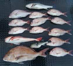 東京湾探釣隊ぼっち 釣果