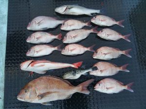 東京湾探釣隊ぼっち 釣果