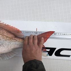 フィッシングボートACE(エース) 釣果