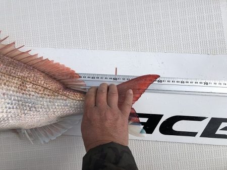 フィッシングボートACE(エース) 釣果