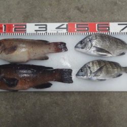 のとじま臨海公園海づりセンター 釣果