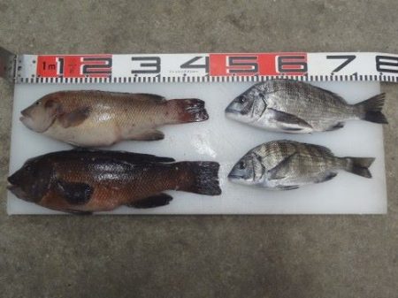 のとじま臨海公園海づりセンター 釣果