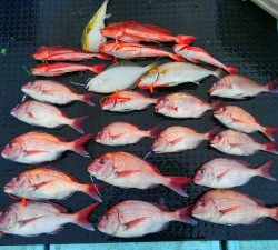 東京湾探釣隊ぼっち 釣果