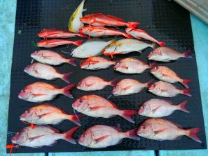 東京湾探釣隊ぼっち 釣果