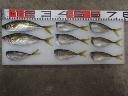 のとじま臨海公園海づりセンター 釣果